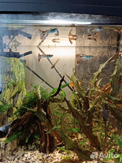 Аквариумные рыбки гуппи