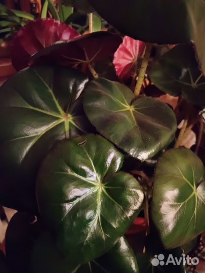 Комнатные цветы