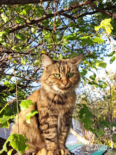 Кошечка в добрые руки