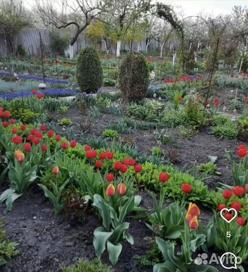 Садовые цветы