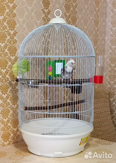 Попугайчики с клеткой
