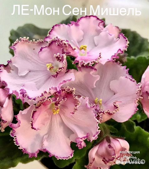 Лист фиалки