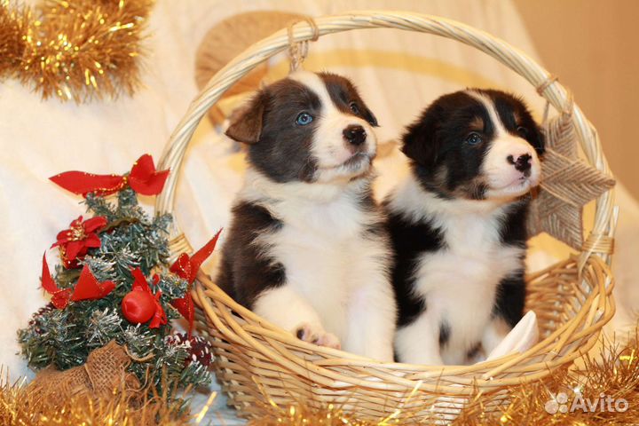 Бордер-колли