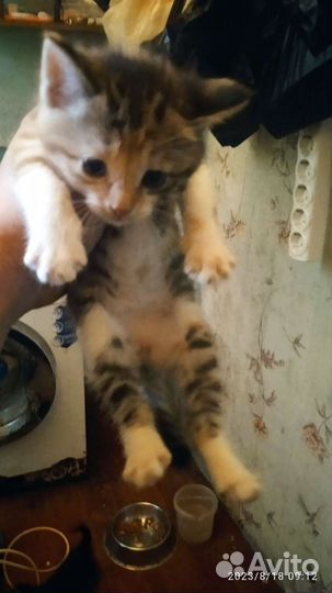 Кошки