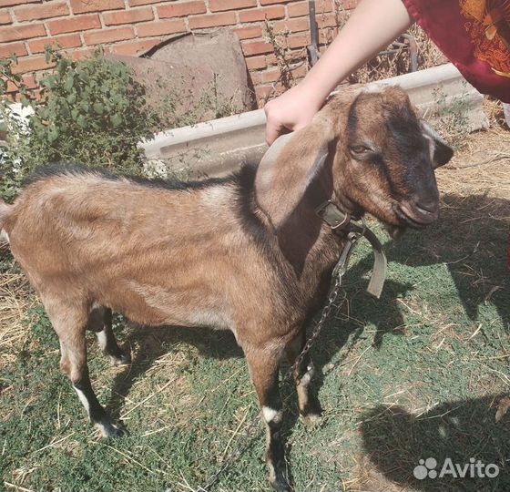 Англо нубийский козел и альпийская коза