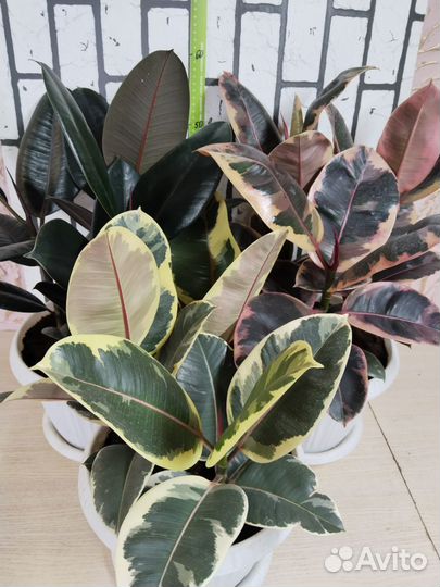 Фикус эластика