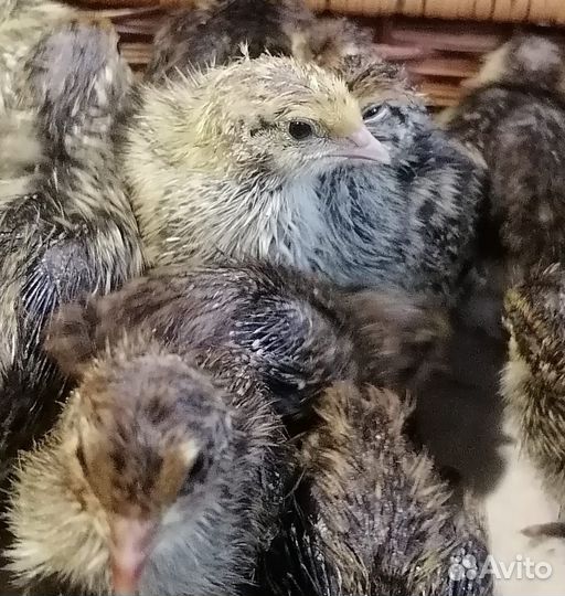 Перепела недельные