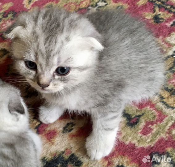 Шотландские котятки