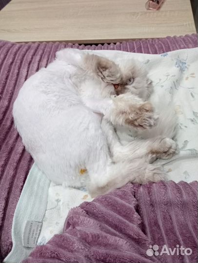 Шотландский вислоухий кот