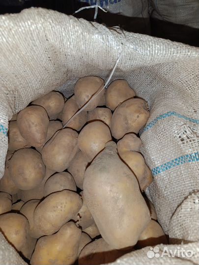 Продам картофель на корм скоту