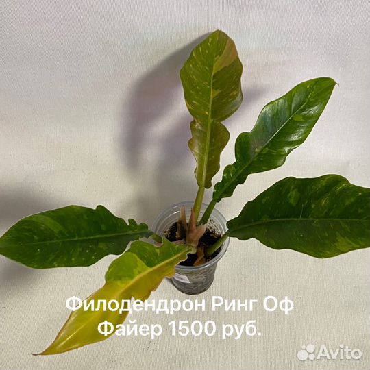 Филодендроны