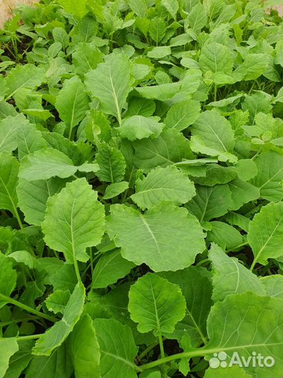 Рассада капусты