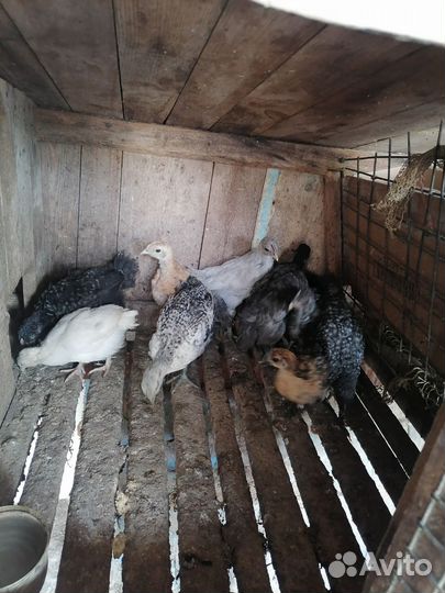 Куры и цыплята