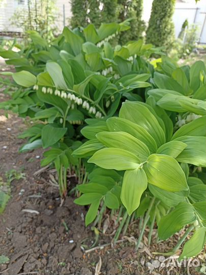 Многолетники