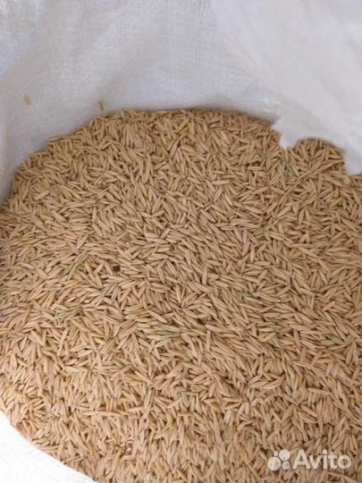 Продам пшеницу,овёс,ячмень