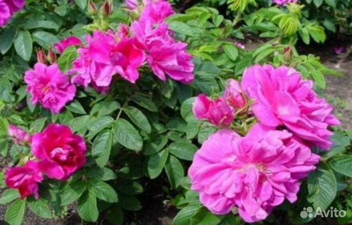 Роза шиповниковая