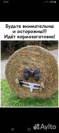 Солома пшеничная