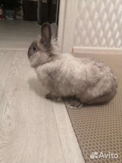 Декоративные кролики