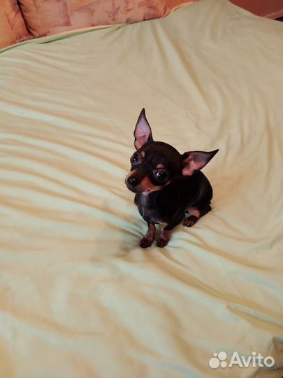 Супер мини той-терьер