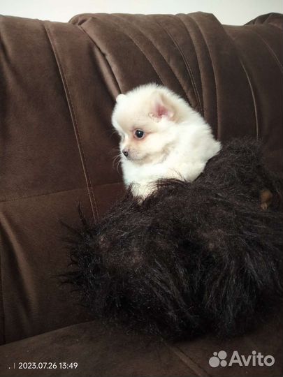 Померанский шпиц мини