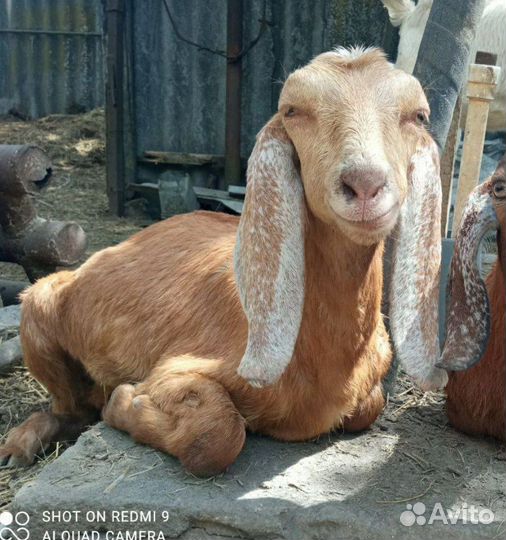 Нуб козел,дойнная камори, нубо камори% козлята