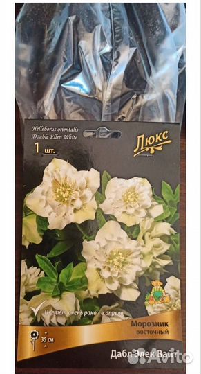 Морозник восточный Дабл Элен Вайт. Корневище