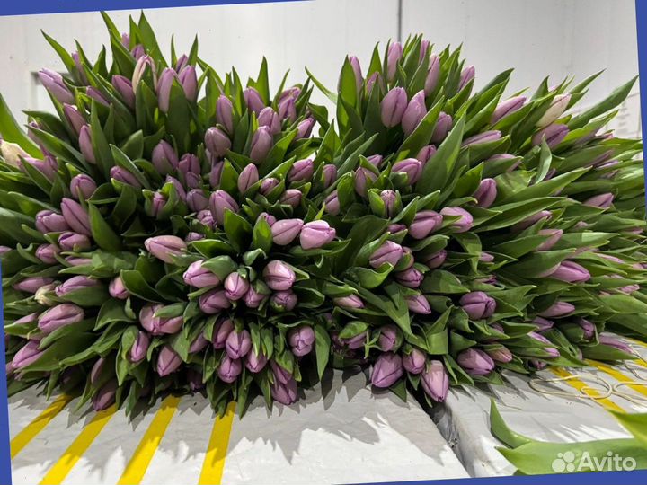 Тюльпаны от производителя