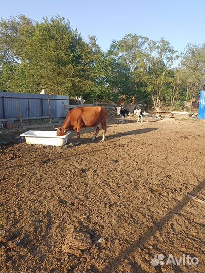 Коровы дойные