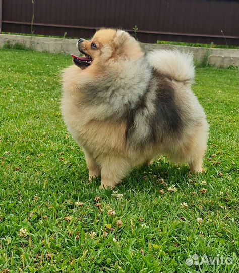 Мальчик, редкий окрас