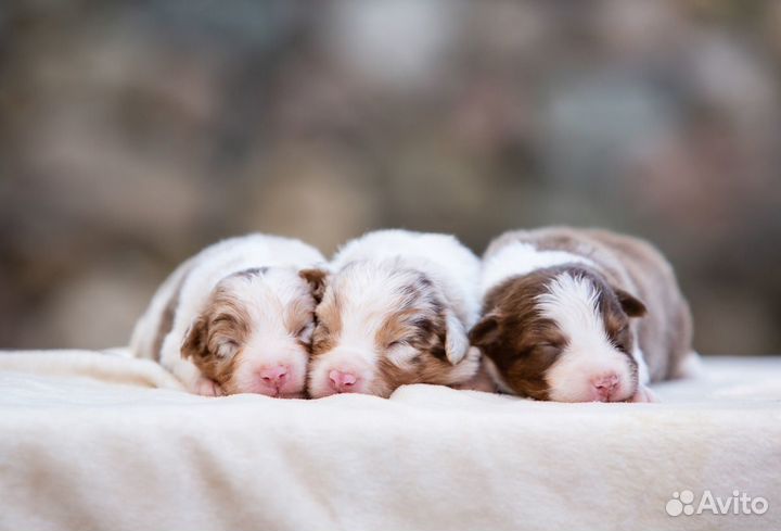 Австралийская овчарка (аусси) щенки