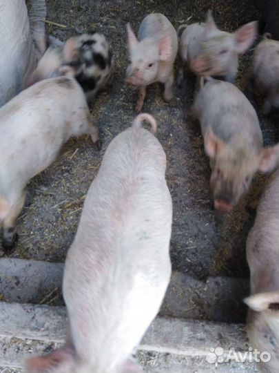 Поросята