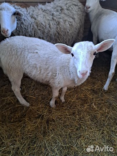 Катумские ярочки