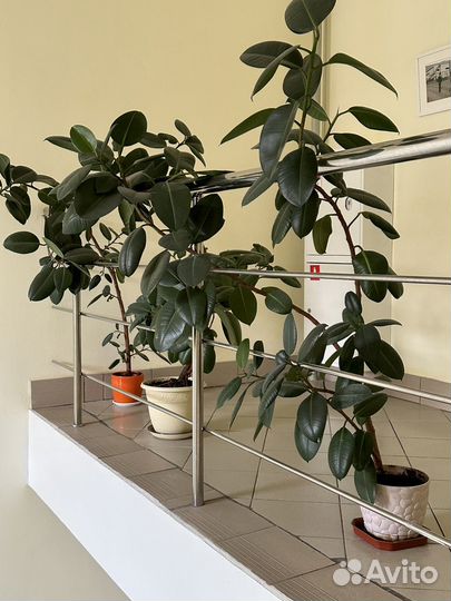 Фикус эластика абиджан