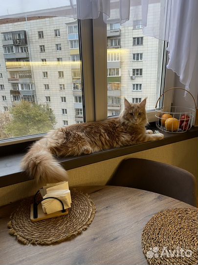 Кот мейн-кун