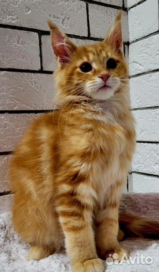 Котята мейн-кун