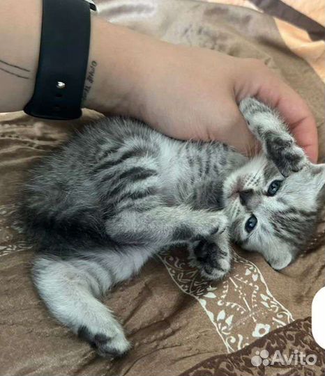 Продаются красивые котята