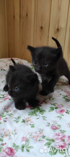 Котята
