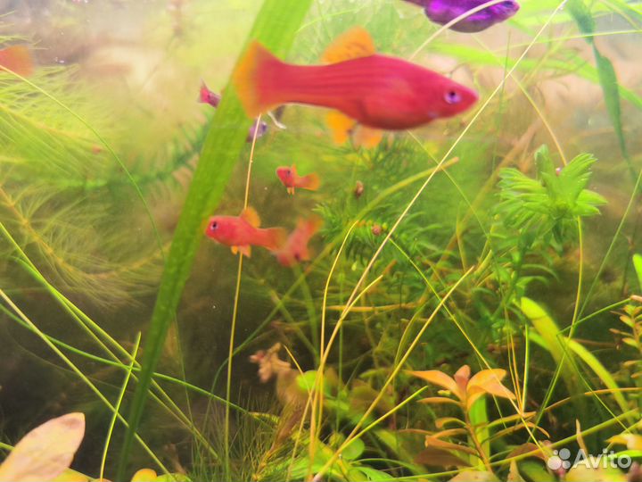 Мальки меченосцев и гуппи