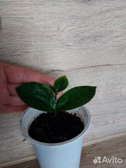 Замулькактус