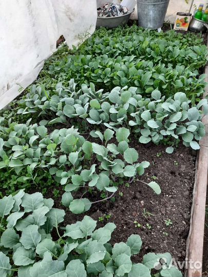 Рассада капусты