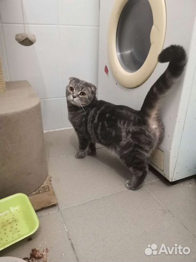 Кошки