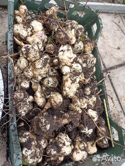 Топинамбур