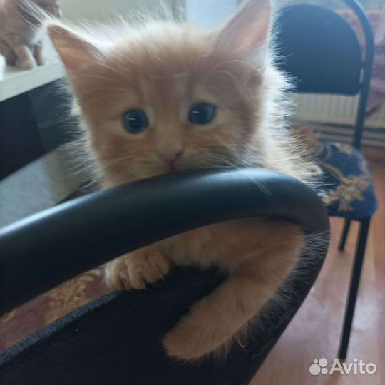 Домик для кошки бесплатно