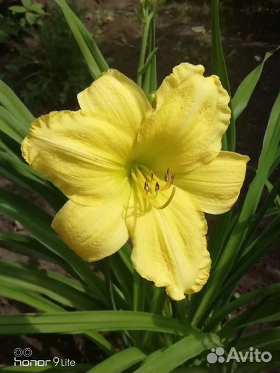 Лилейники сортовые