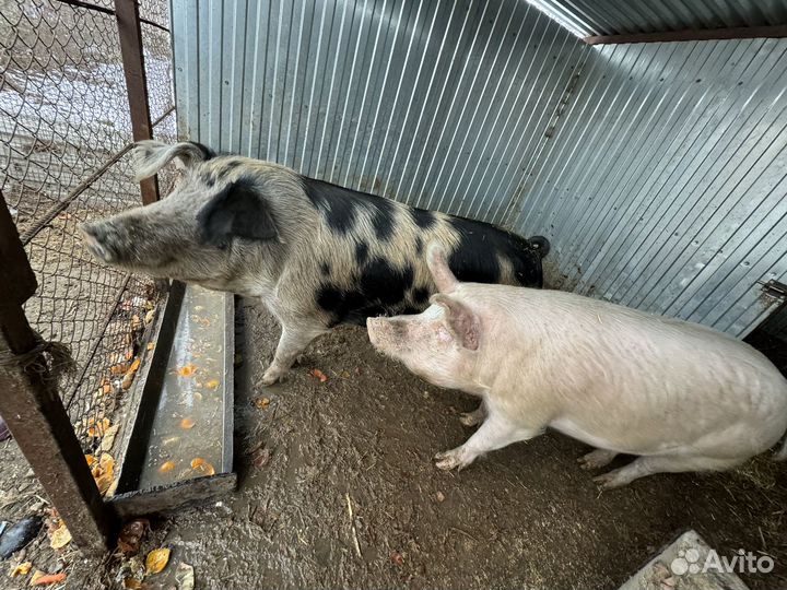 Домашняя свинья