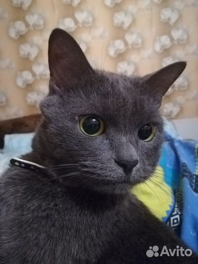 Две кошки ищут новый дом