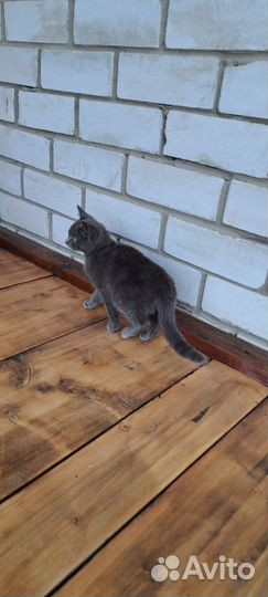 Котёнок девочка