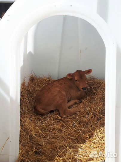 Телята (бычки молочники)