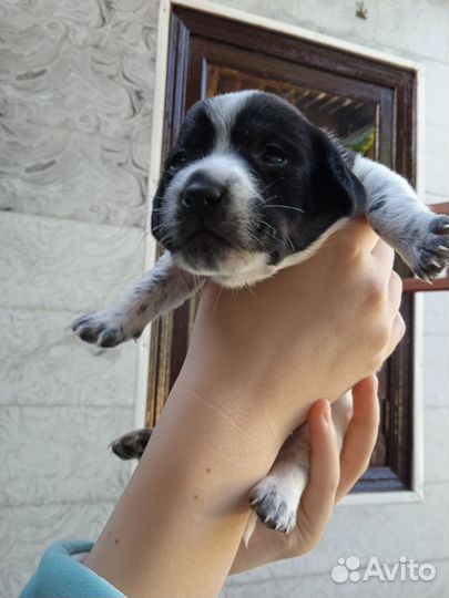 Щенки в добрые руки