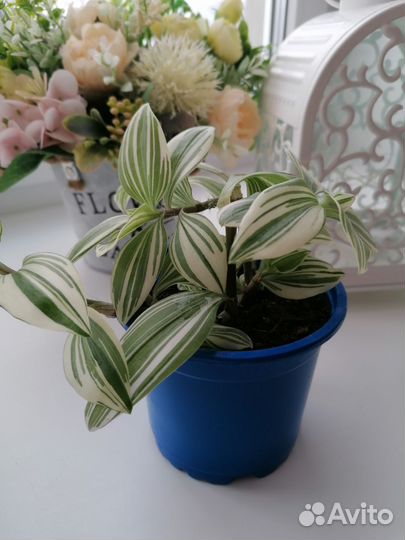 Традесканция